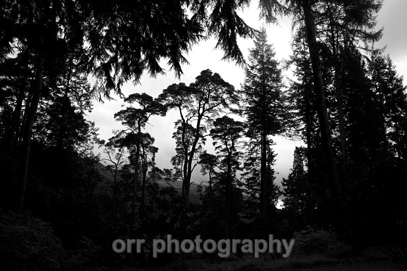 Trees Study - Landscapes