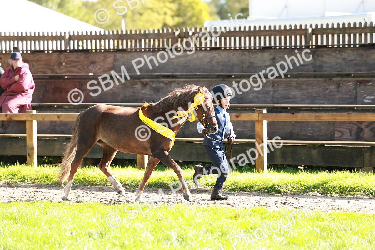 SBM_42105 - S32 - Mountain & Moorland Working Hunter Pony