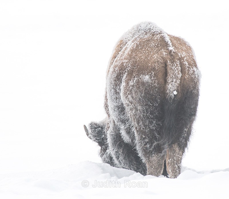 Bison-2 - Yellowstone