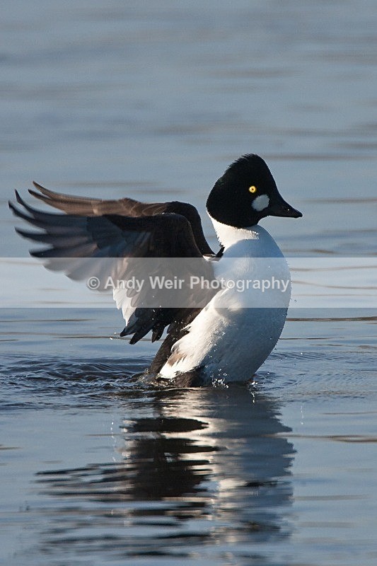 20091213-WE 055 - Goldeneye