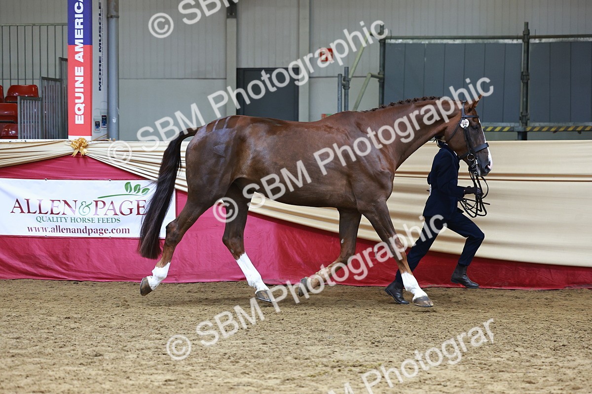 SBM_23060 - Class 903 - Supreme Final - IH Pre Vet