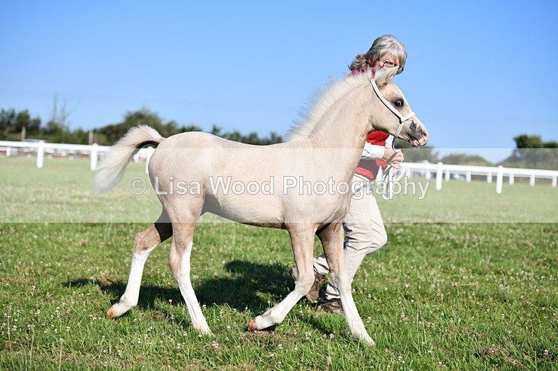 DSC_5388 - Classes 47 & 48: NPS M&M Brood Mare and Foal