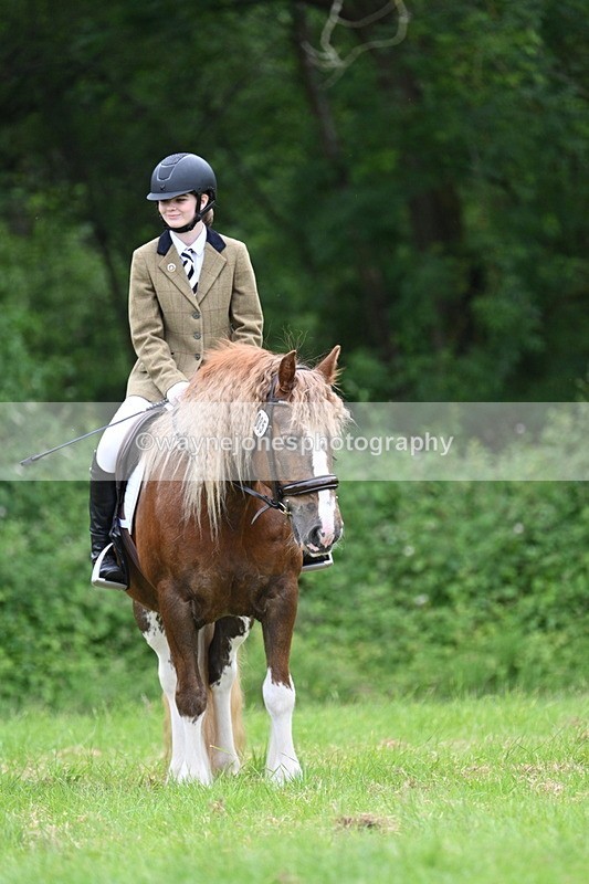 WJ7_4413 - Class 14B Prettiest Mare