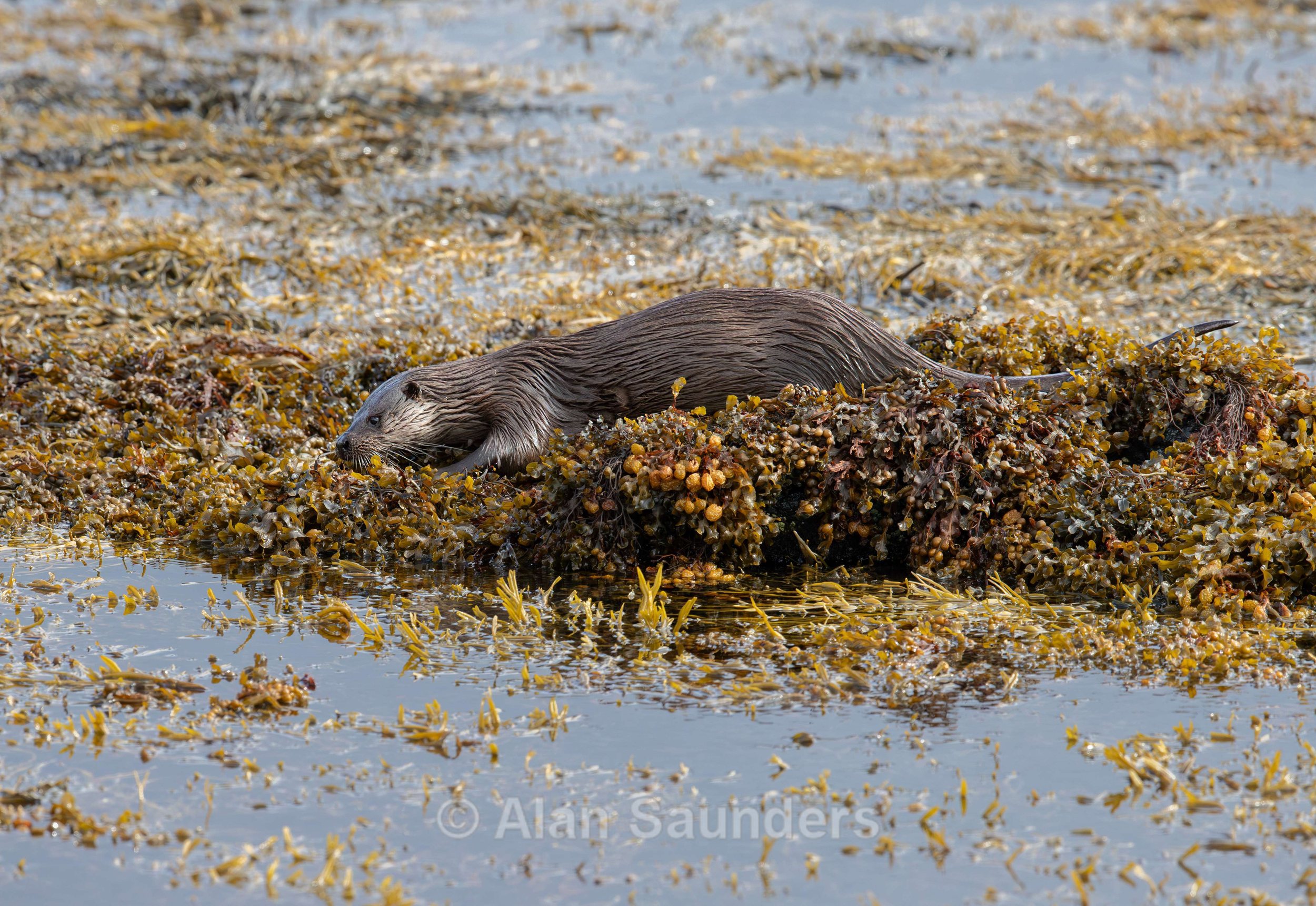 Eurasian Otter 38