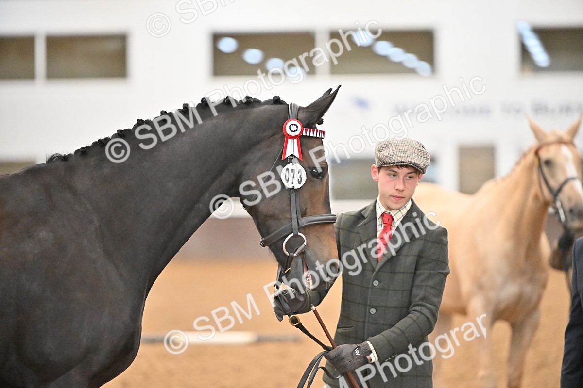 EB7_8429 - Class 3 - In Hand Foreign Breeds & Warmbloods