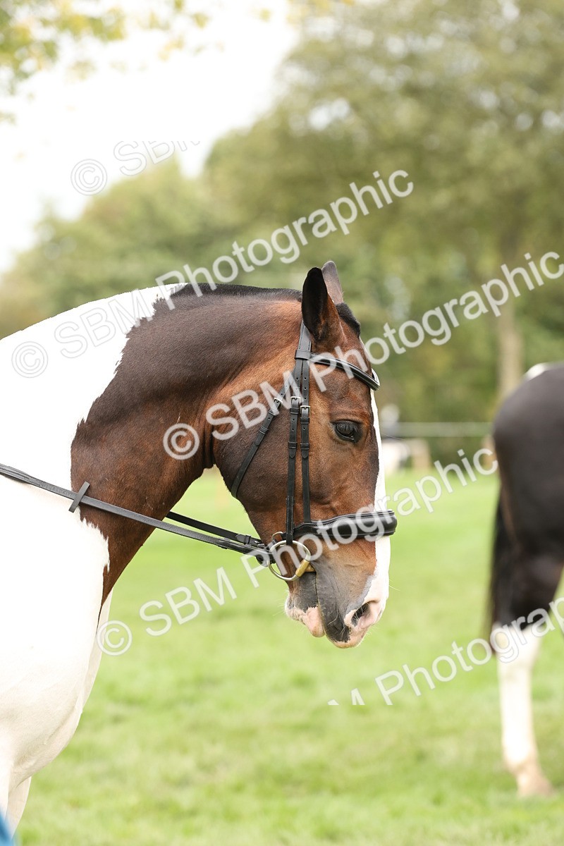 SBM_67291 - S67 - Piebald & Skewbald Horse Ridden