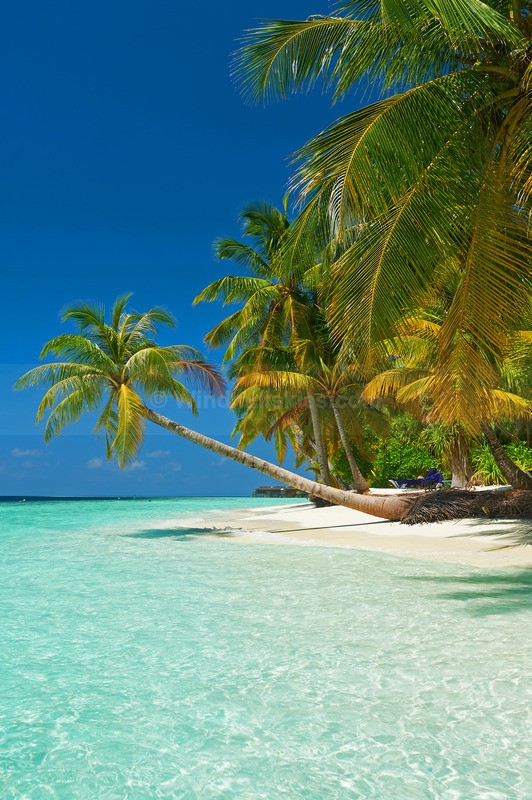 0124_81 - Maldives