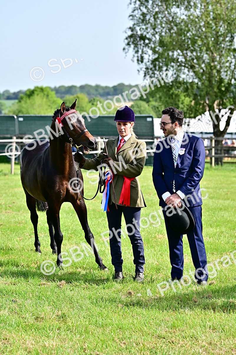 SBM_01108 - Class 46-49 - Arab and Part Bed-Anglo Arab In Hand