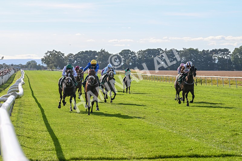 160924-Race 5-King Of The Jungle-2956 - Race 5