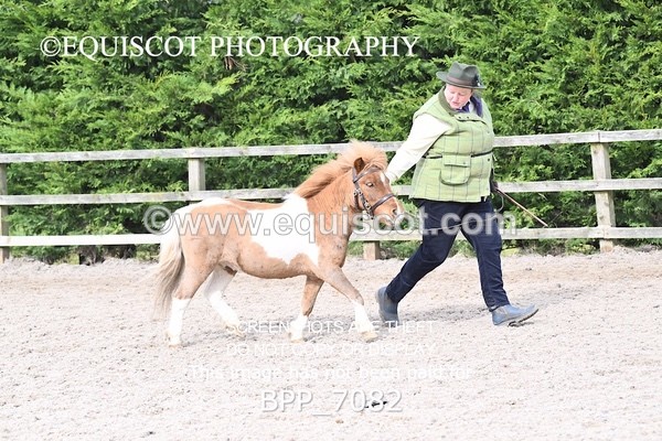 BPP_7082 - RING 1  (RIDDEN HORSES / IN HAND / VETERAN ETC)