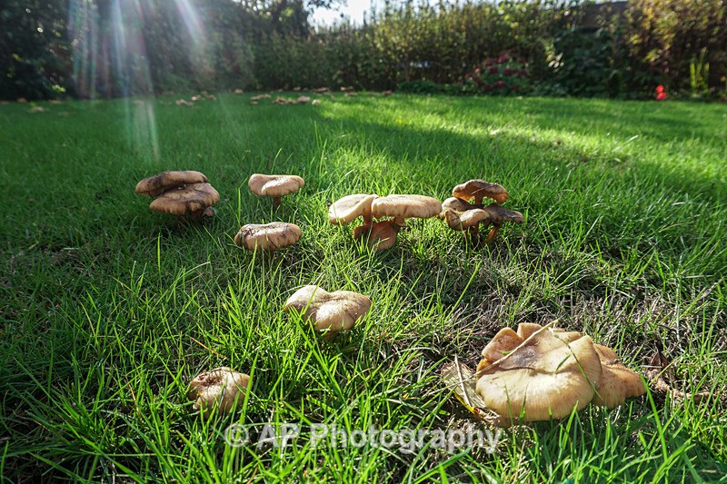 Armillaria mellea - (Honey fungus) - ACP04826-1 - Fungi