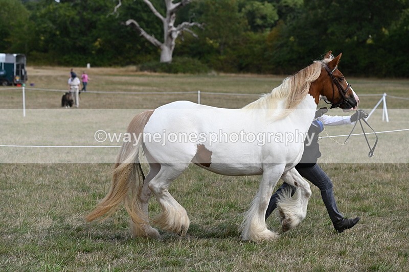 WJ6_6552 - Class 20 In-hand Cob