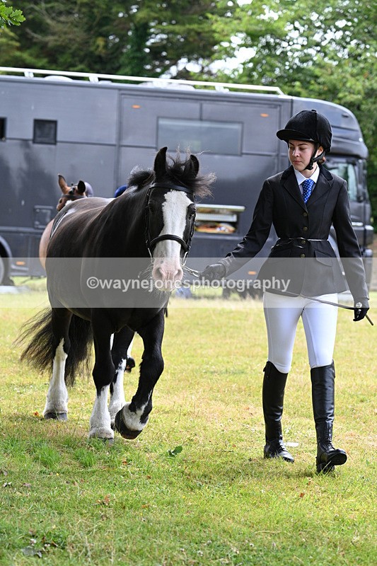 WJ7_6488 - Class 5 Handsome Gelding in hand