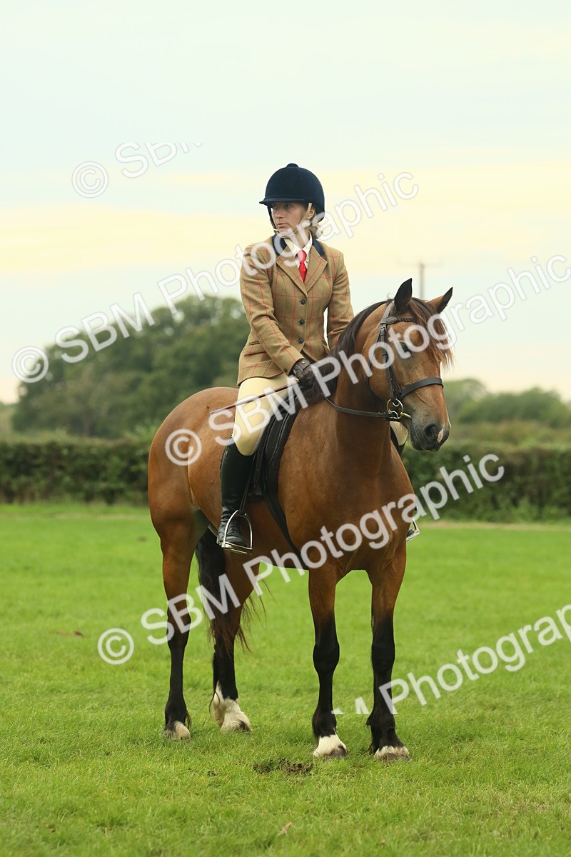 SBM_72232 - S60 - Mountain & Moorland Ridden Large Breeds
