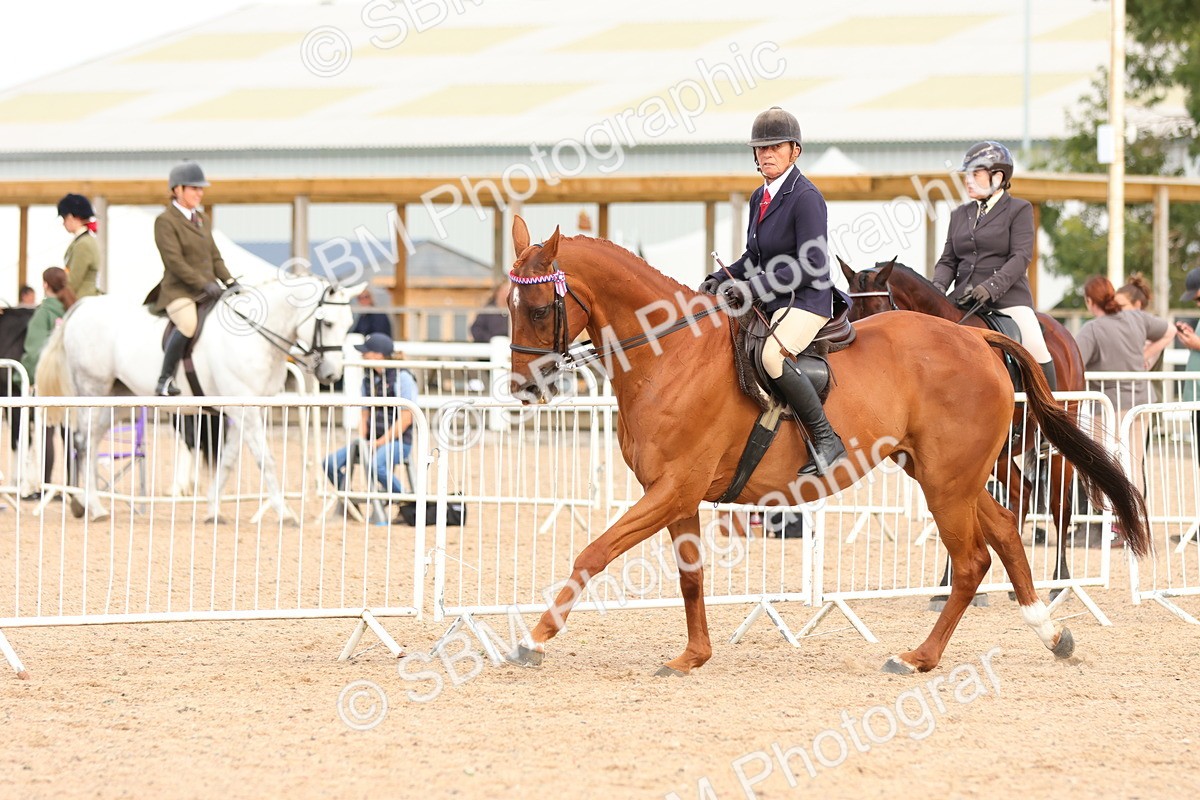 SBM_16246 - Class 217 - Ridden Retired Racehorse