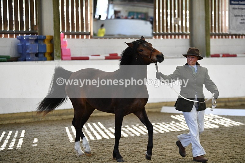 WJ5_4372 - Class 6 In hand M&M - Large Breeds