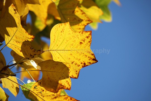 Golden Leafs _76 - Frenchay care home Collection v