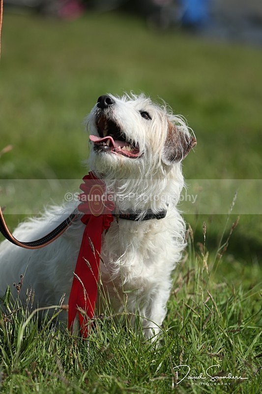 SPXX0612 - Dog show