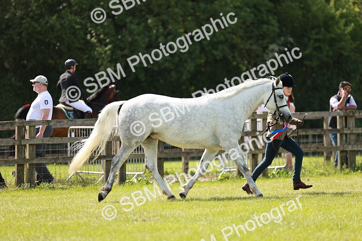 SBM_02485 - Class 14-23 - Mountain & Moorland In Hand Non Welsh