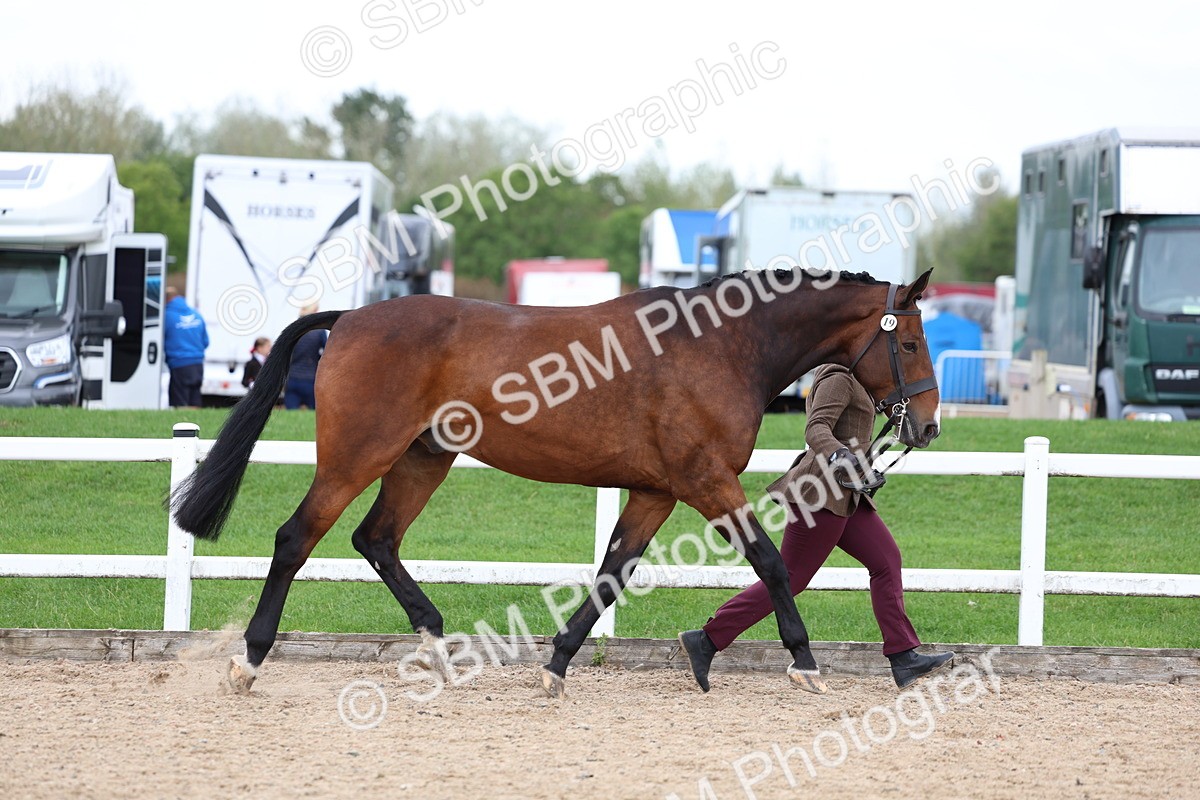 SBM_05728 - Class 28 - IH Veteran Horse