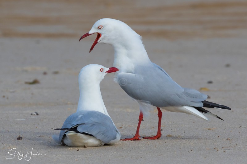 Gull Pair