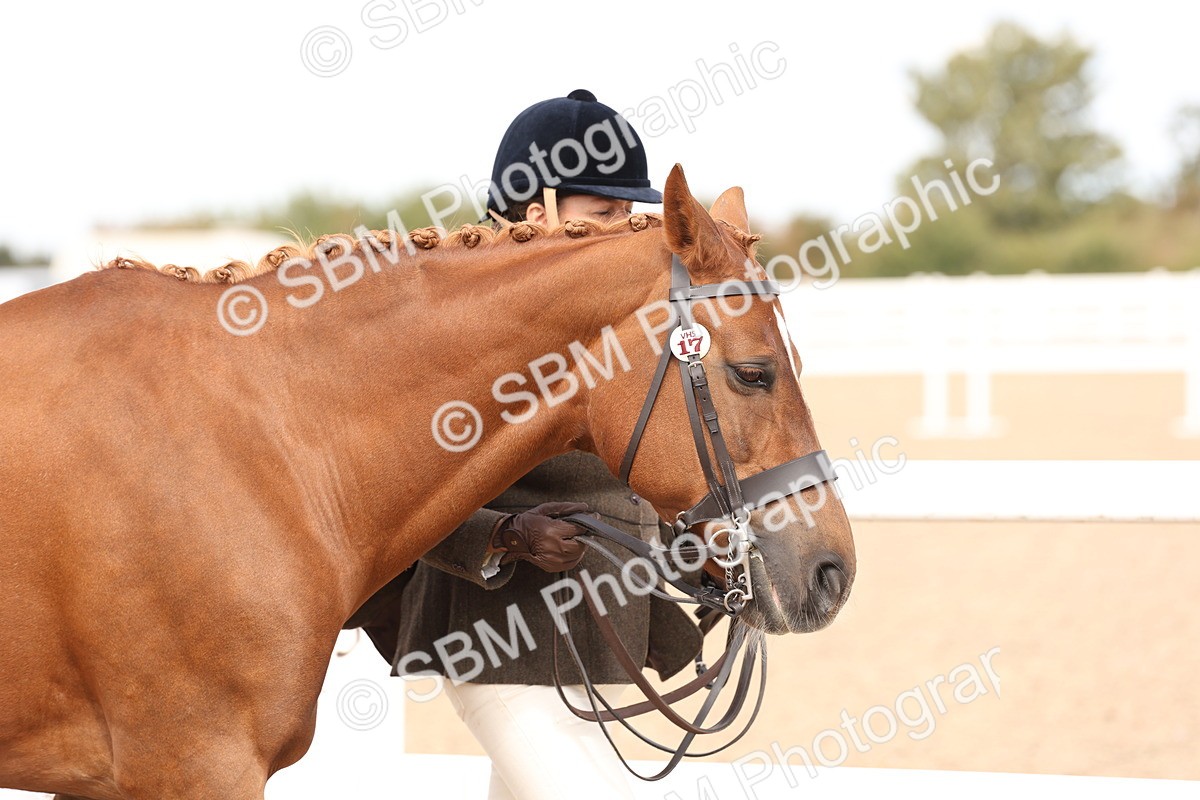 SBM_15320 - Class 210- IH Show Horse