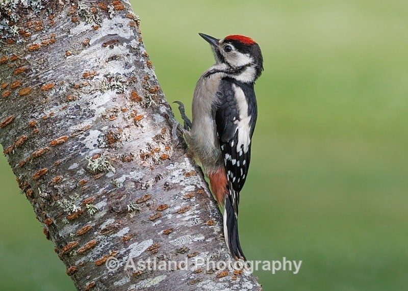 Great Spotted Woodpecker - Latest Images