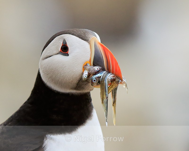 Puffin with fish close-up, Farne Islands - Puffin