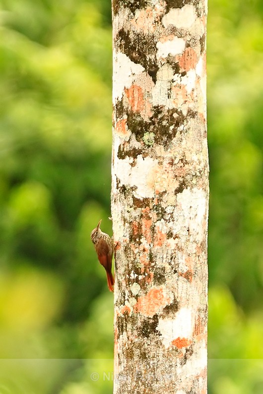 Streak-headed Woodcreeper on a vertical tree trunk at Leaves & Lizards - Streak-headed Woodcreeper