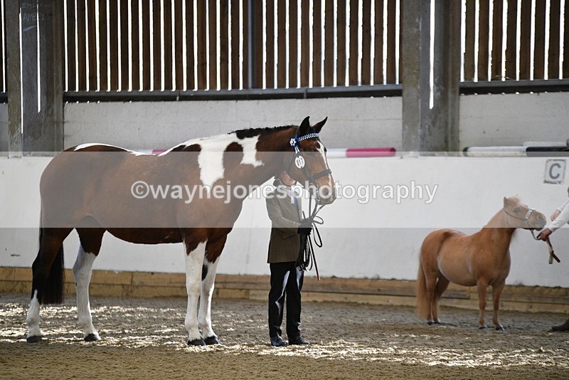 WJ5_3928 - Class 5 In Hand Veterans