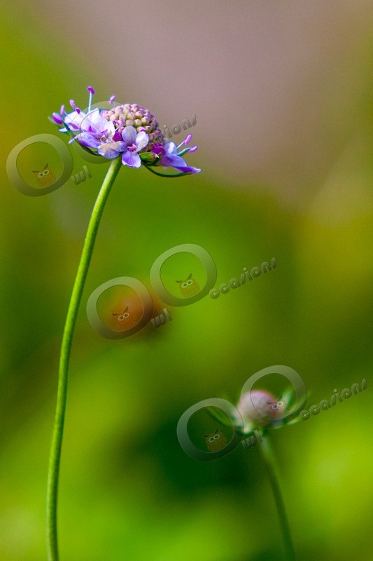 scabious-7289 - Plants and trees