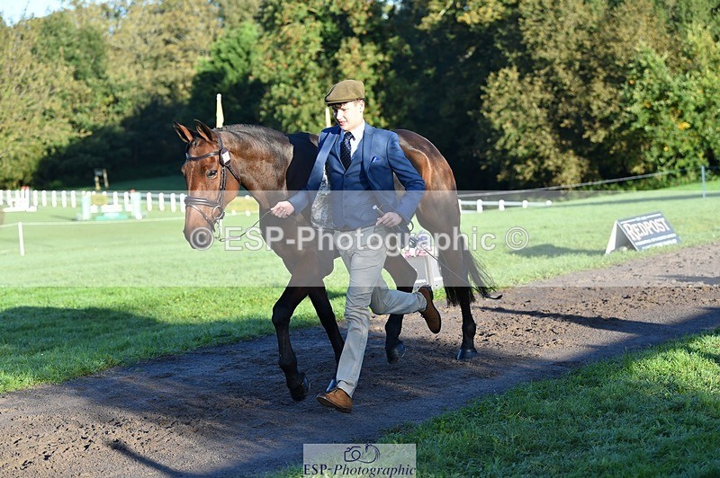 231022-091148-21609 - 609-WHAT.A.WONDER-Harry.Robinson-TrotUp+SJ