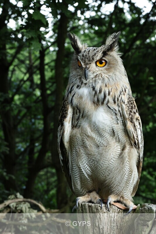 Eurasian Eagle Owl by Mike Graystone 1 - 2023 Summer outdoor meetings, members' pictures