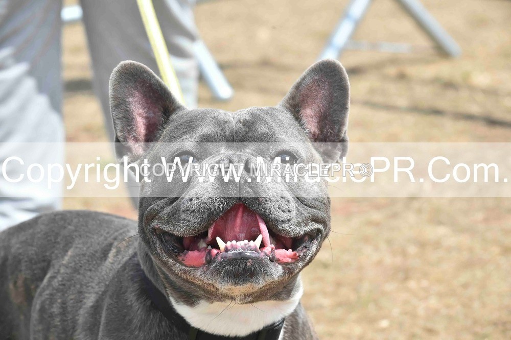 SH4_0063 - Dog show.