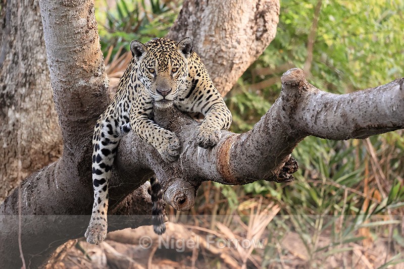 Jaguar Medrosa on tree branch, Corixo Negro, Mato Grosso, Brazil - Jaguar