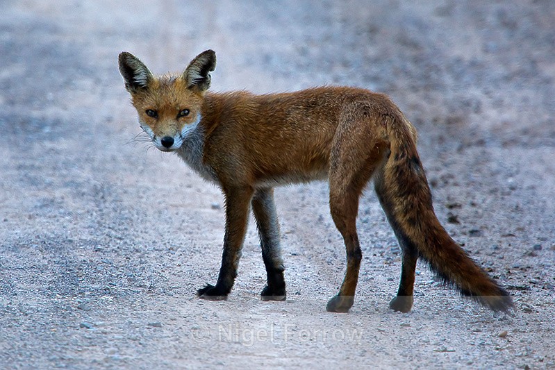 Red Fox on the road at Middlebere - Red Fox