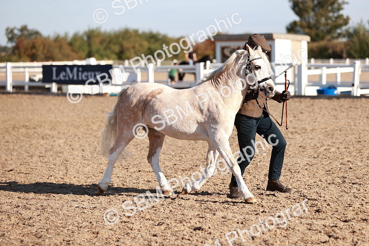 SBM_11416 - Class 402 - IH  Veteran pony