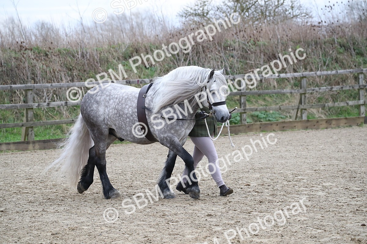 SBM_004022 - Class 1-4 - Young Stock classes Inc. In Hand Championship