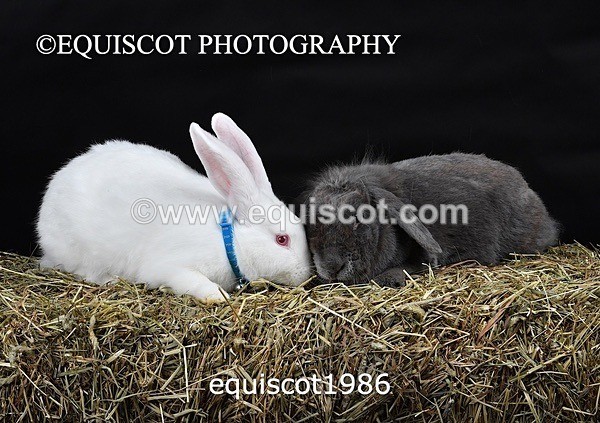 equiscot1986 - GIZMO & OSCAR