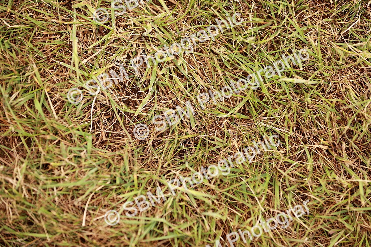 SBM_04710