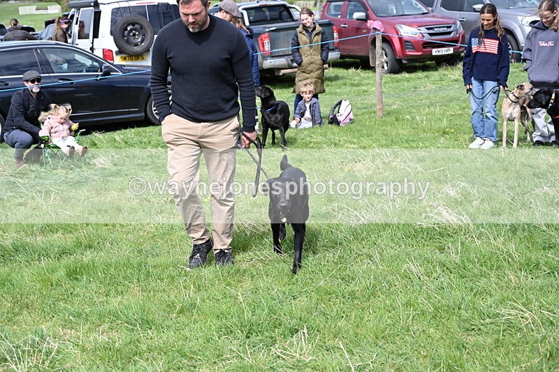 WJ6_9010 - Class 8 Best Working / Gun Dog or Bitch