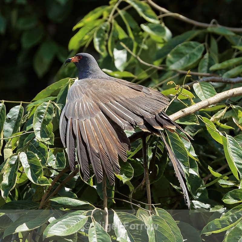 Snail Kite with wings spread, Panama - Snail Kite