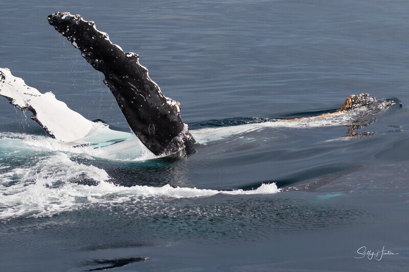 0A3A6635. Pectal Slap Reflection 7 - 2023 Whale Photos