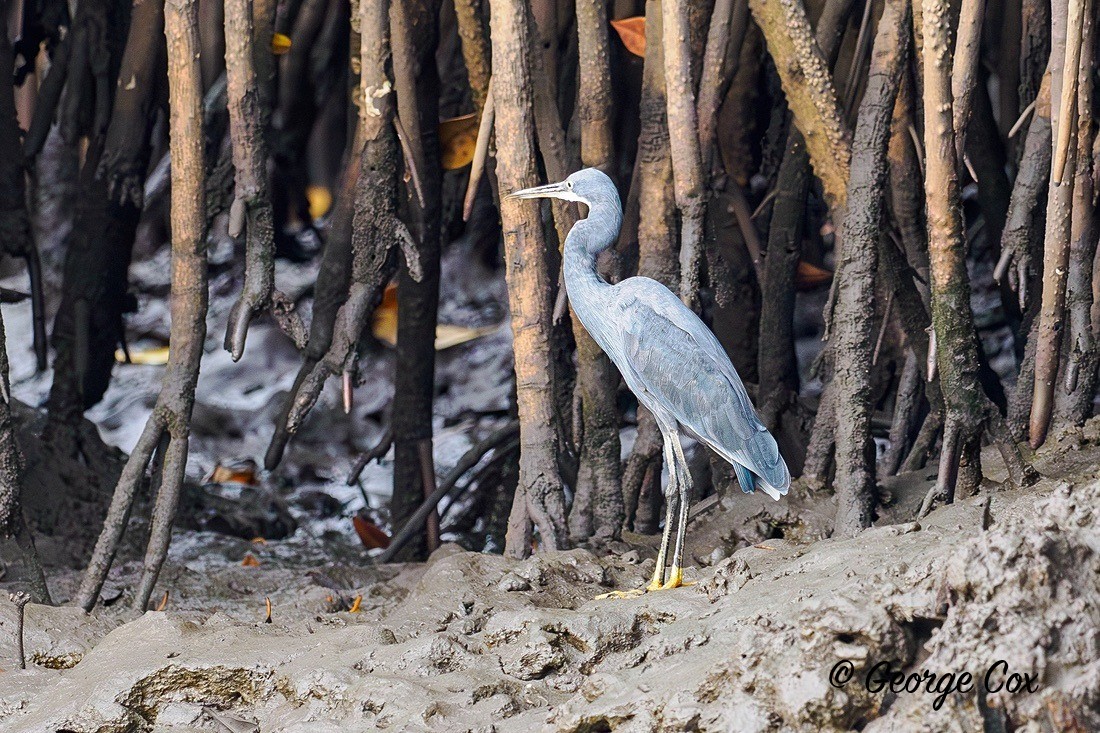 Purple Heron - Gambia 2025