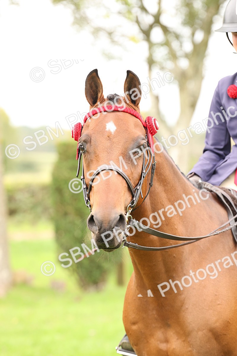SBM_64308 - S65 - Riding Horse & Hack & Thoroughbred Ridden
