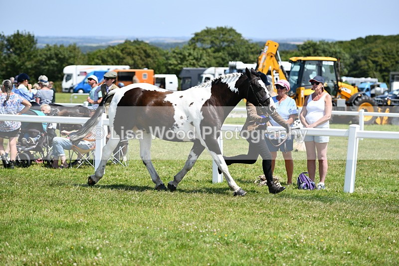 DSC_7912 - Coloured Horse In Hand Championship