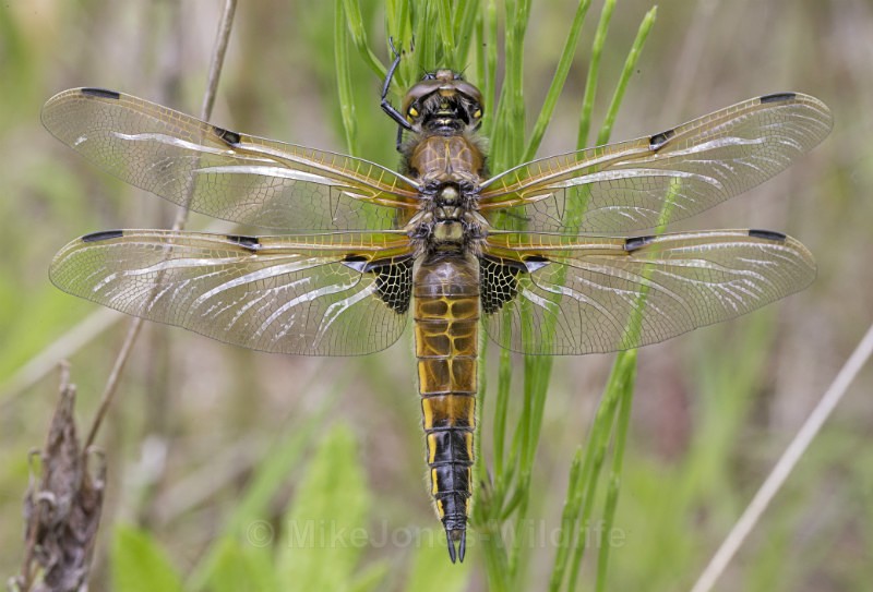 Four spot chaser Dragonfly, Cheshire, UK - FAVOURITES WILDLIFE GALLERY. Selected images from the wildlife collections.