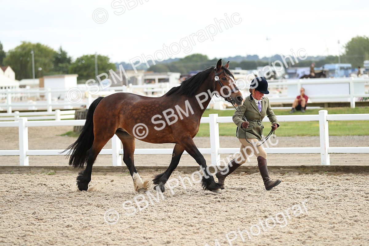 SBM_08543 - Class 28 - IH Veteran Horse