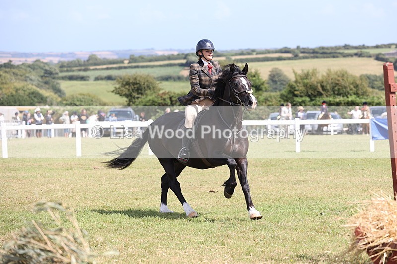 JPP_2223 - Class 19: Working Hunter 60cm