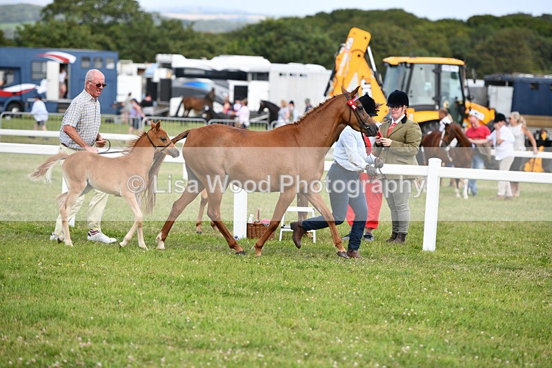 DSC_8457 - Class 69: Pure, Anglo & Part Bred In Hand Arab
